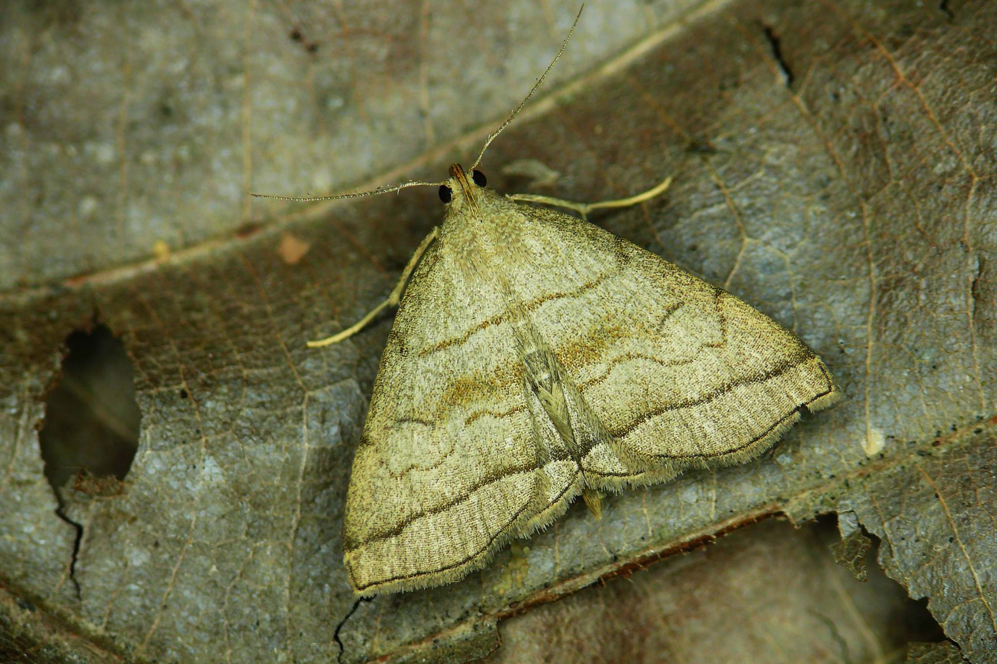 Herminia tarsicrinalis