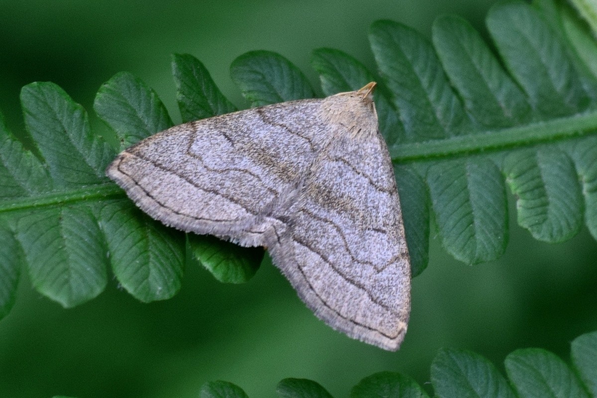 Herminia tarsicrinalis