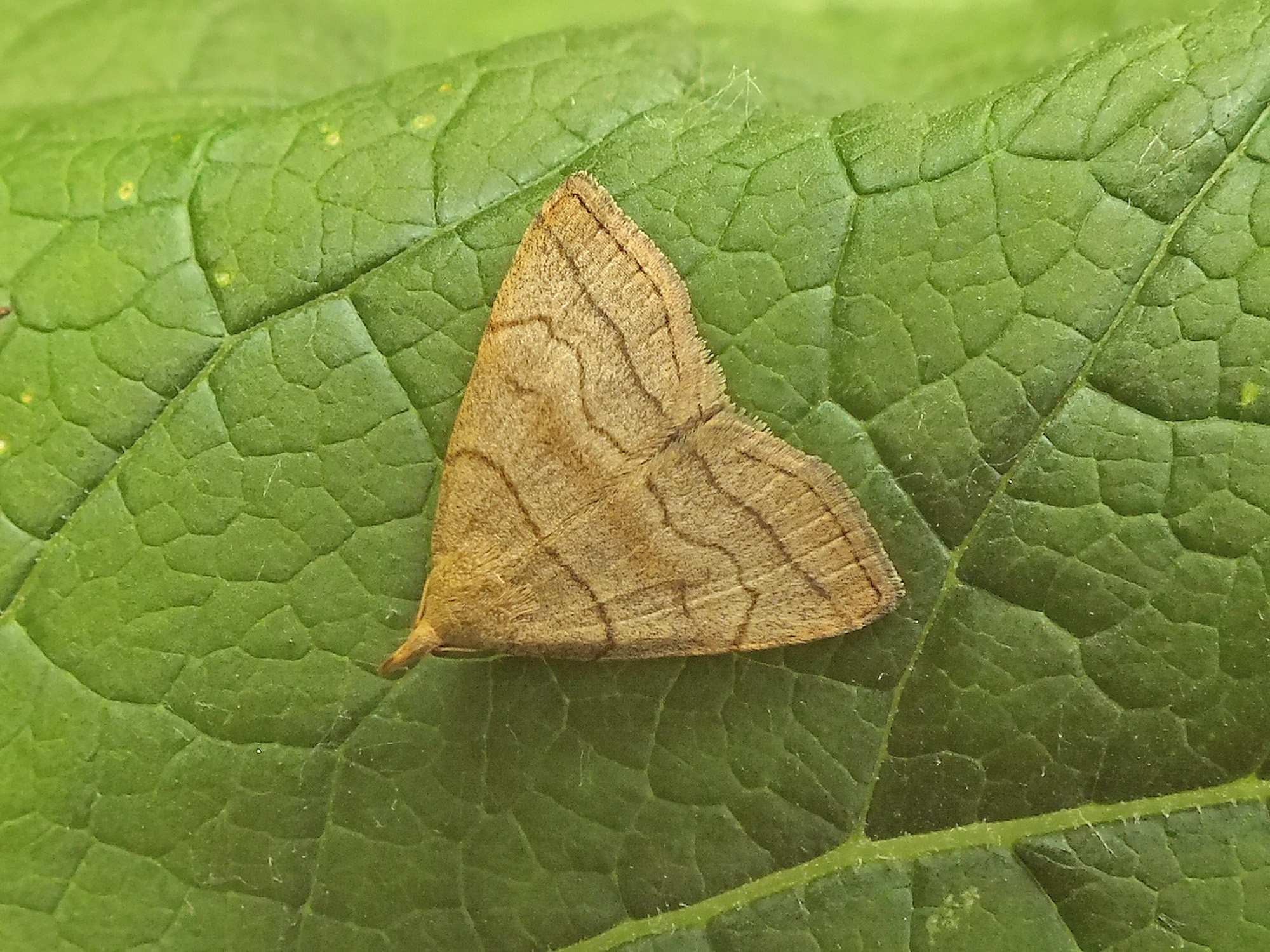 Herminia tarsicrinalis