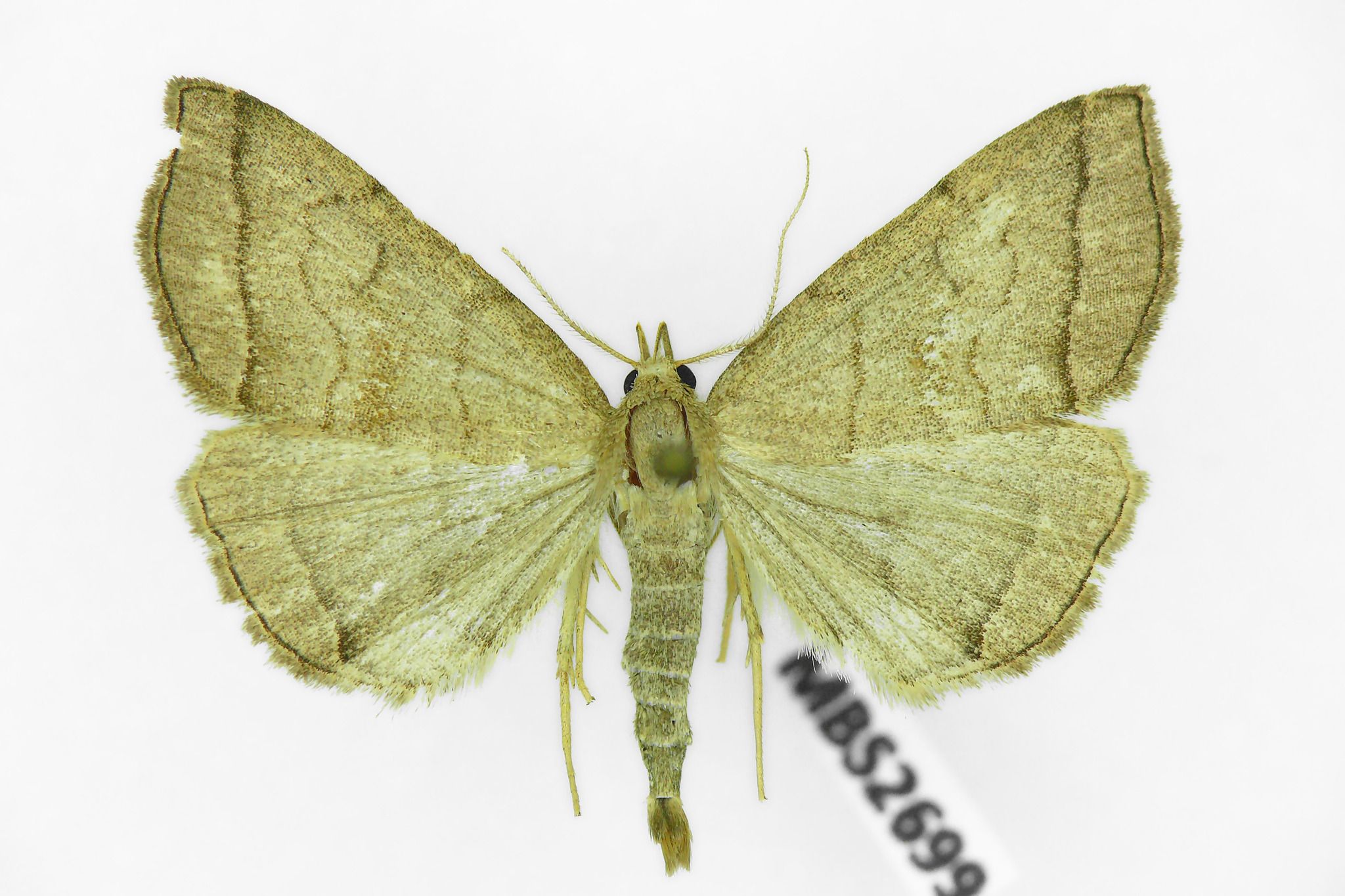 Herminia tarsicrinalis