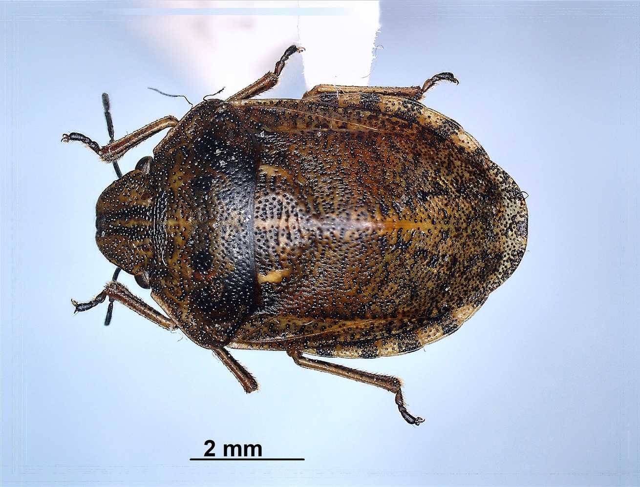 Eurygaster alternata