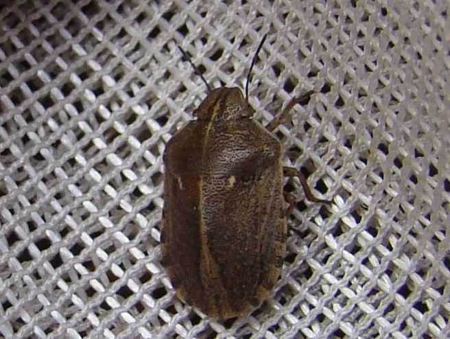Eurygaster alternata