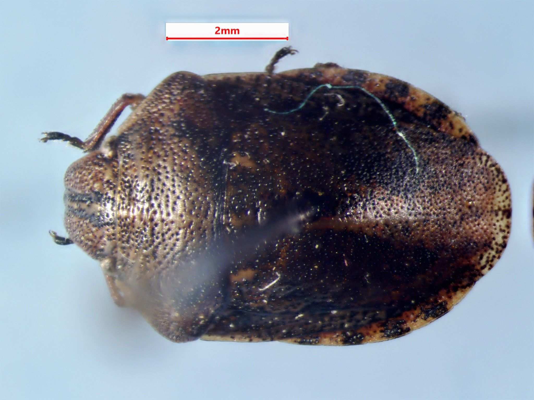 Eurygaster alternata