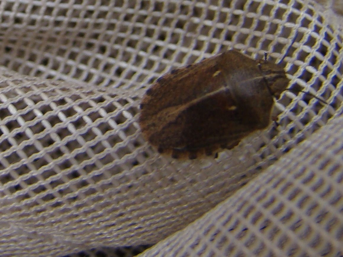 Eurygaster alternata