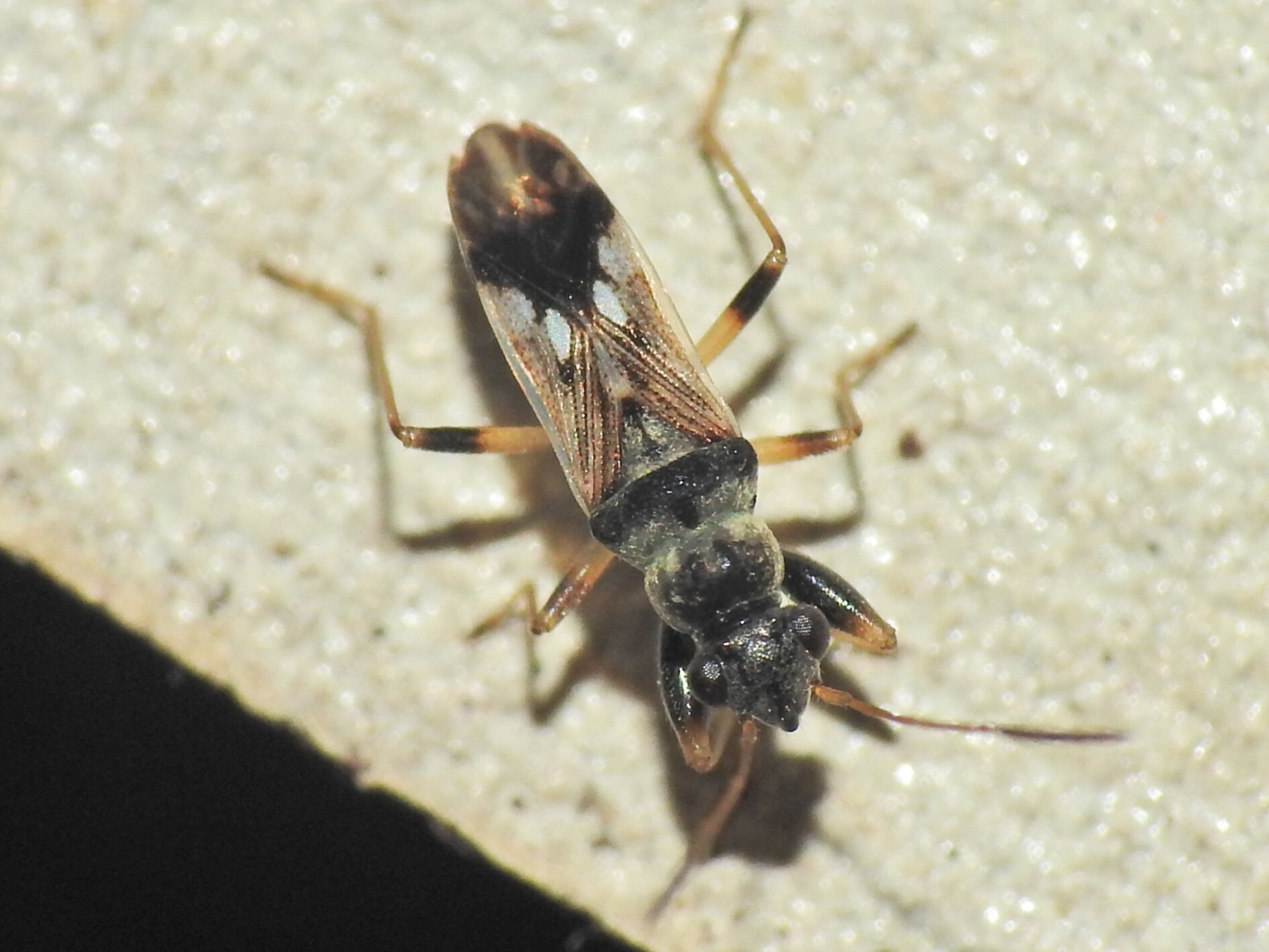 Pseudopachybrachius guttus