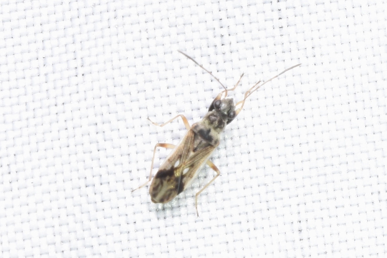 Pseudopachybrachius guttus