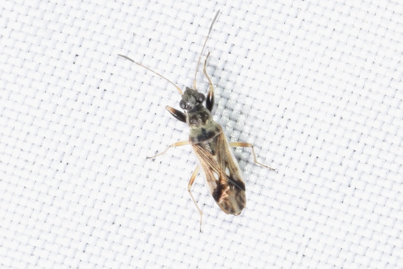 Pseudopachybrachius guttus