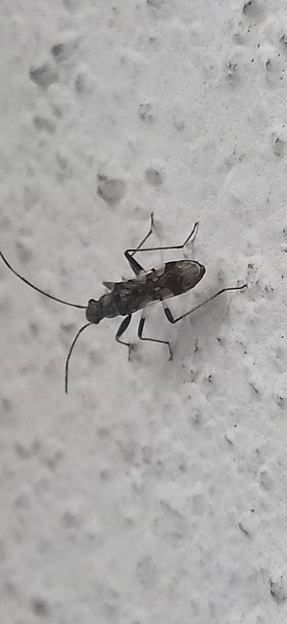 Pseudopachybrachius guttus