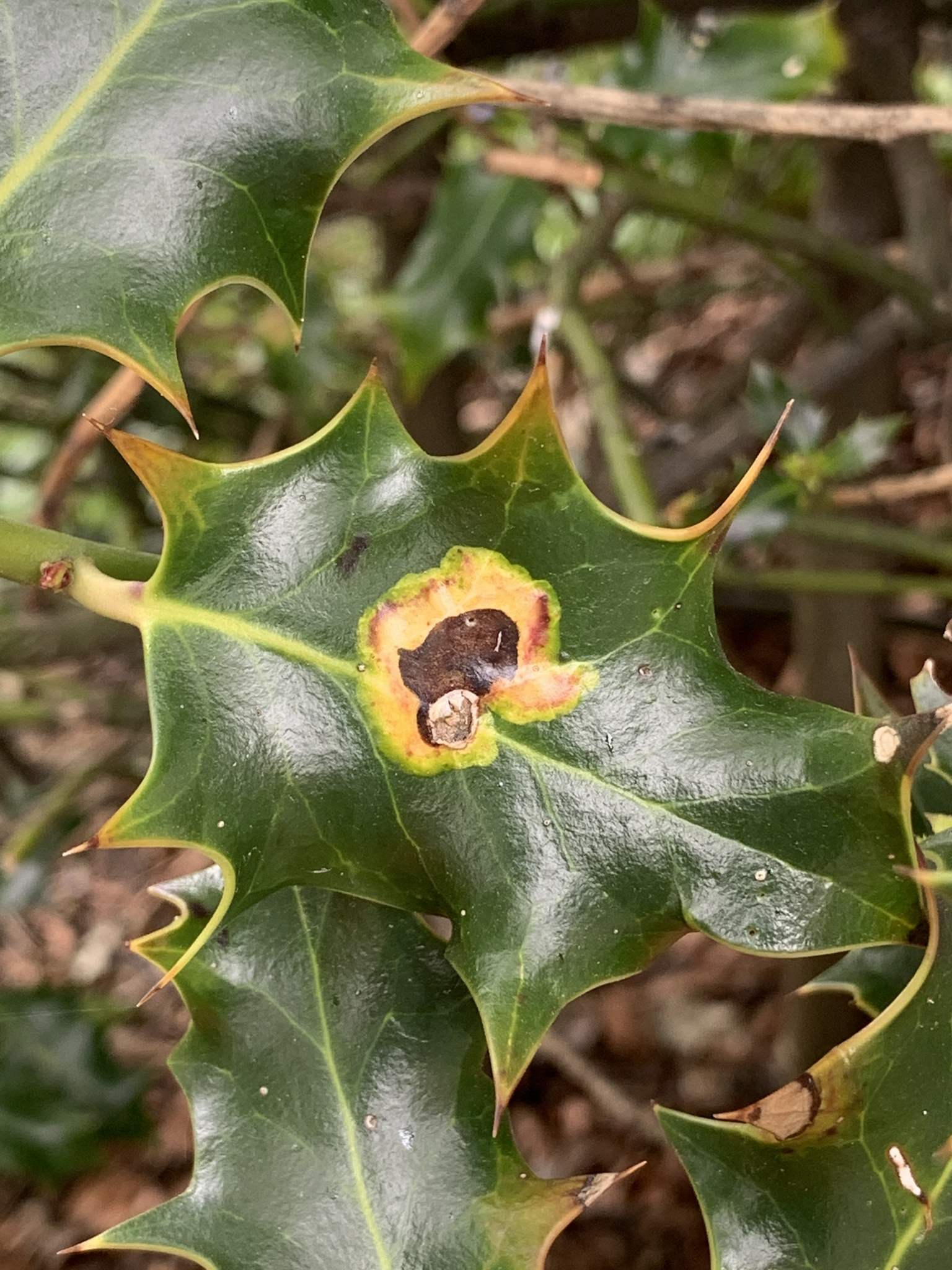 Phytomyza ilicis