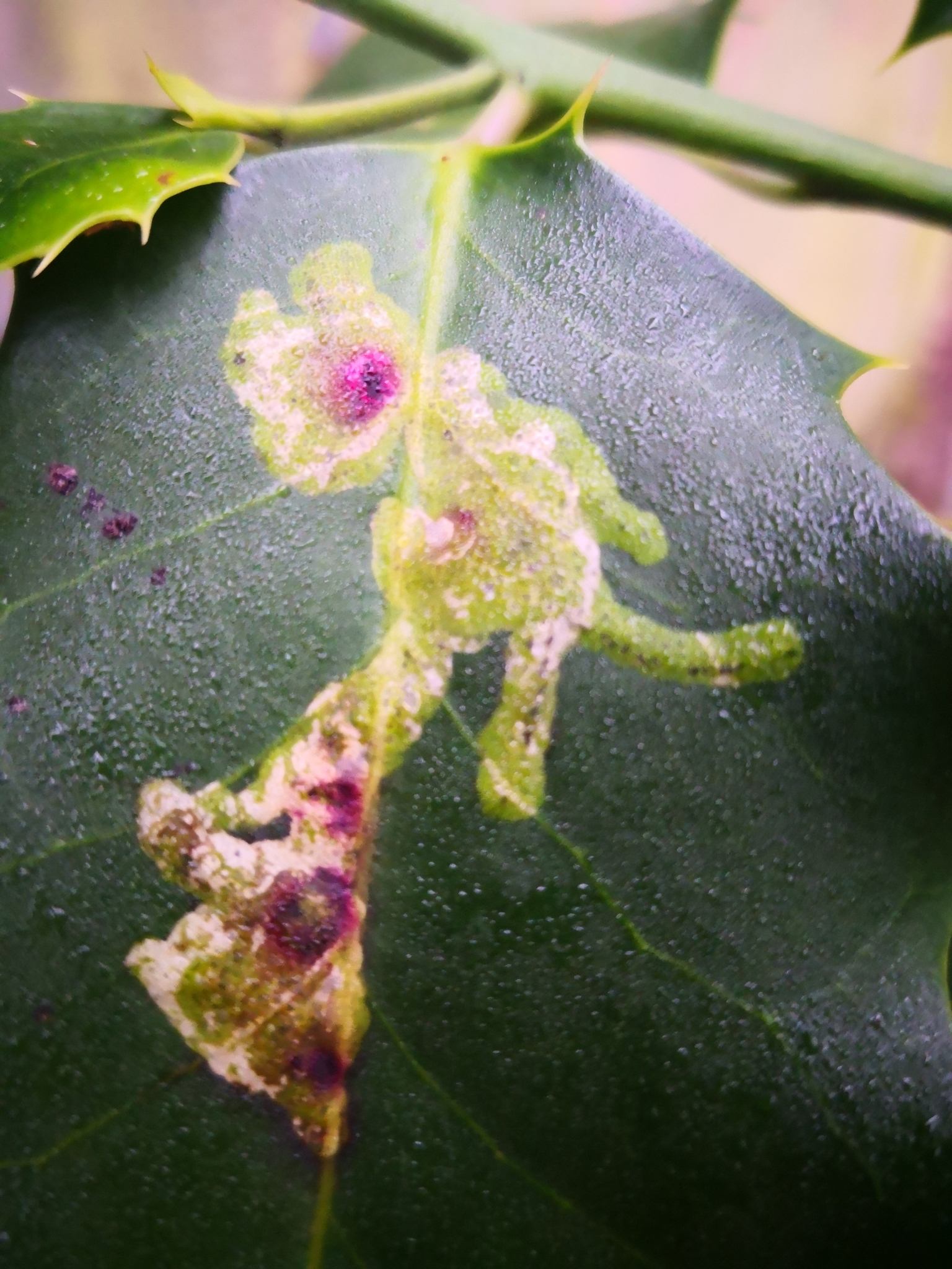 Phytomyza ilicis