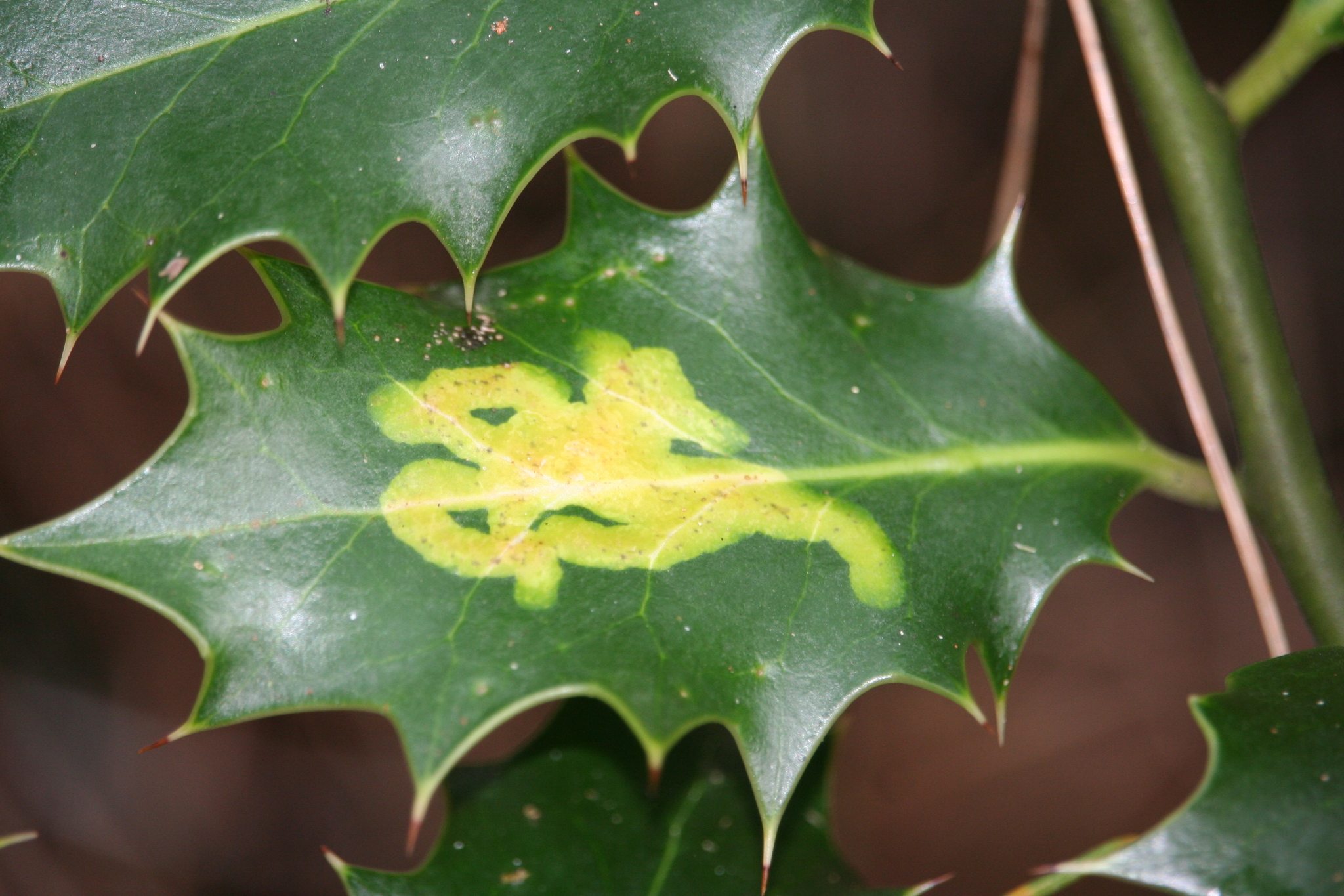 Phytomyza ilicis