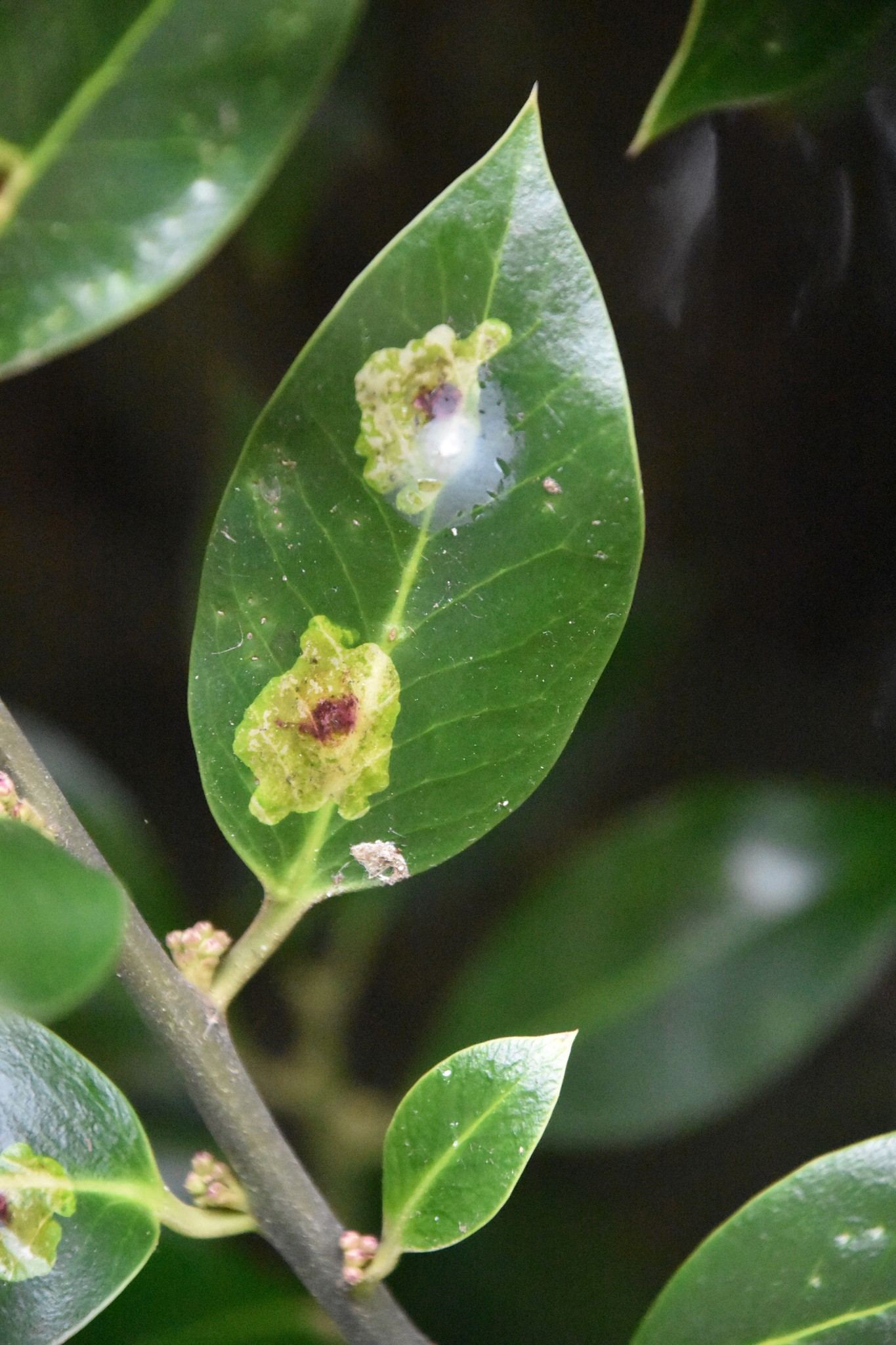 Phytomyza ilicis