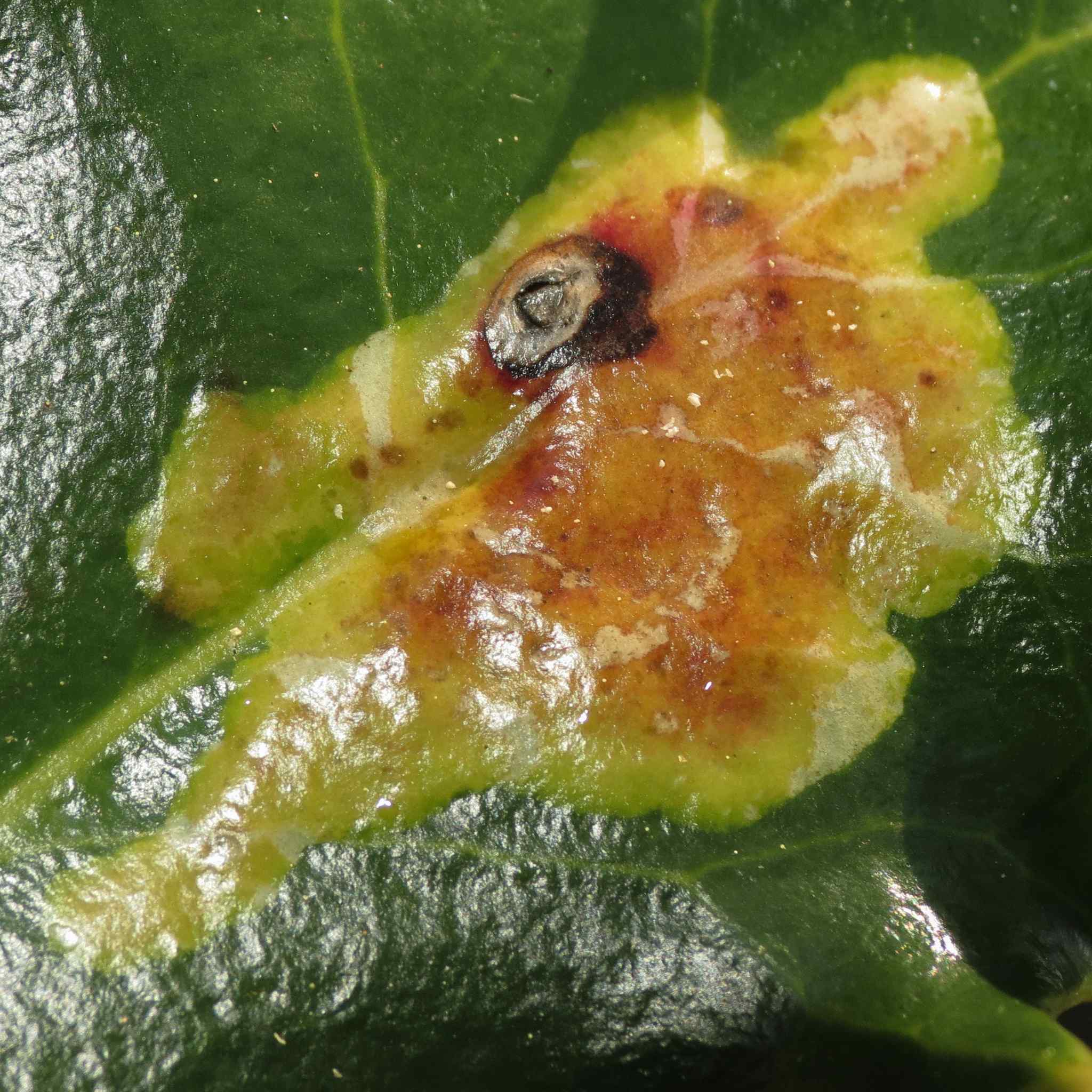 Phytomyza ilicis