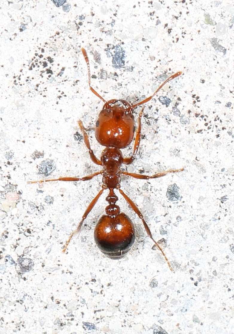 Solenopsis invicta