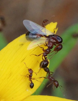 Solenopsis invicta