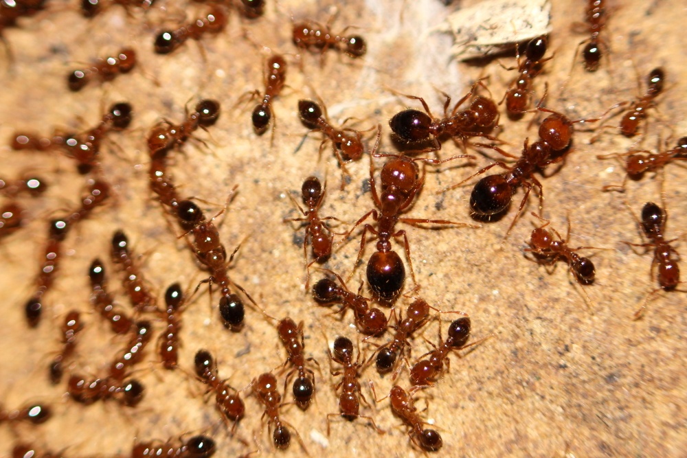 Solenopsis invicta