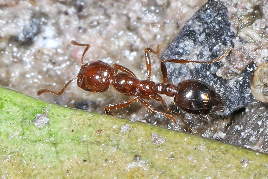 Solenopsis invicta