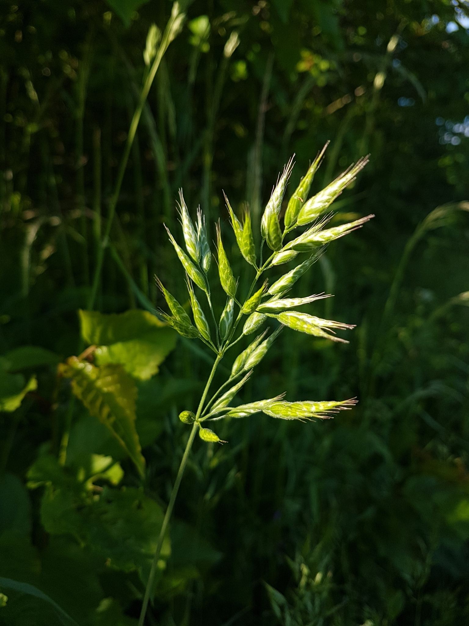 Bromus mollis