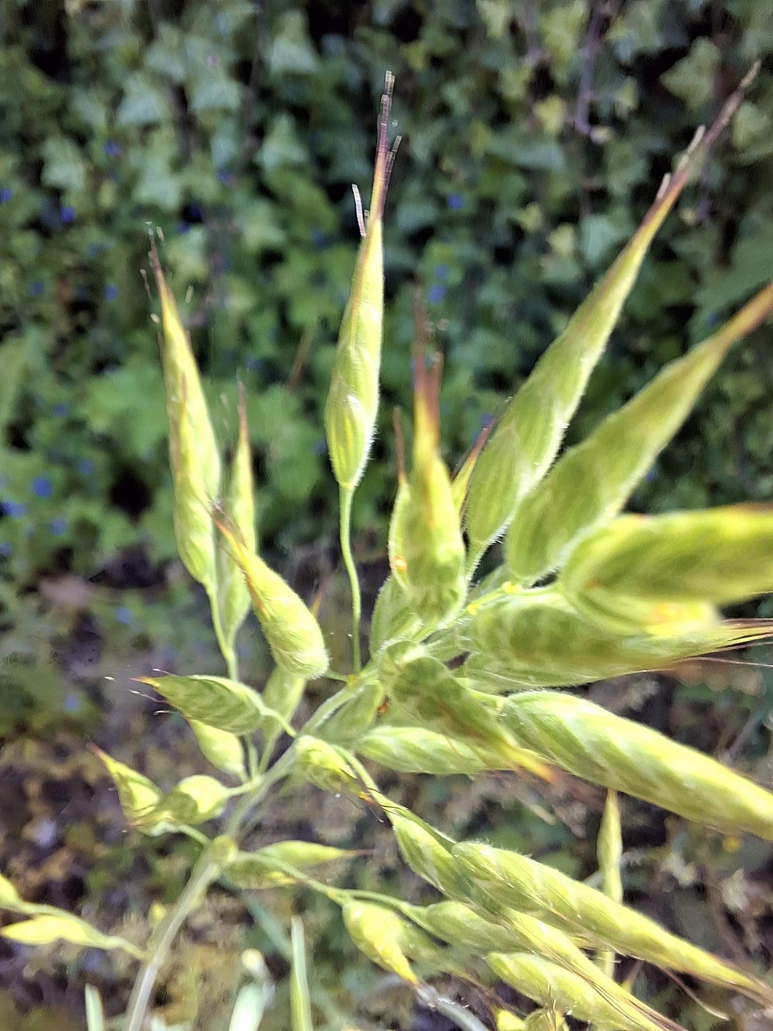 Bromus mollis