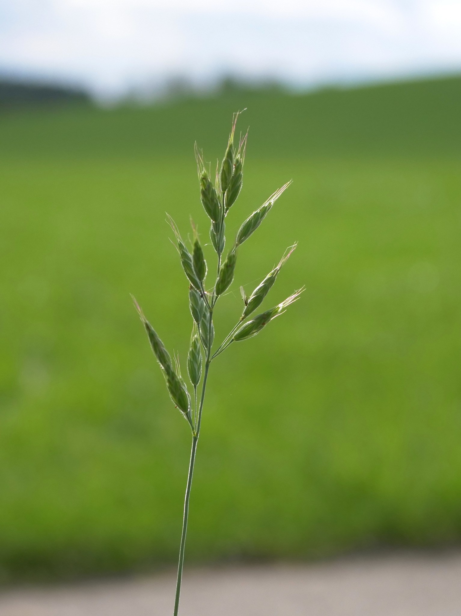 Bromus mollis