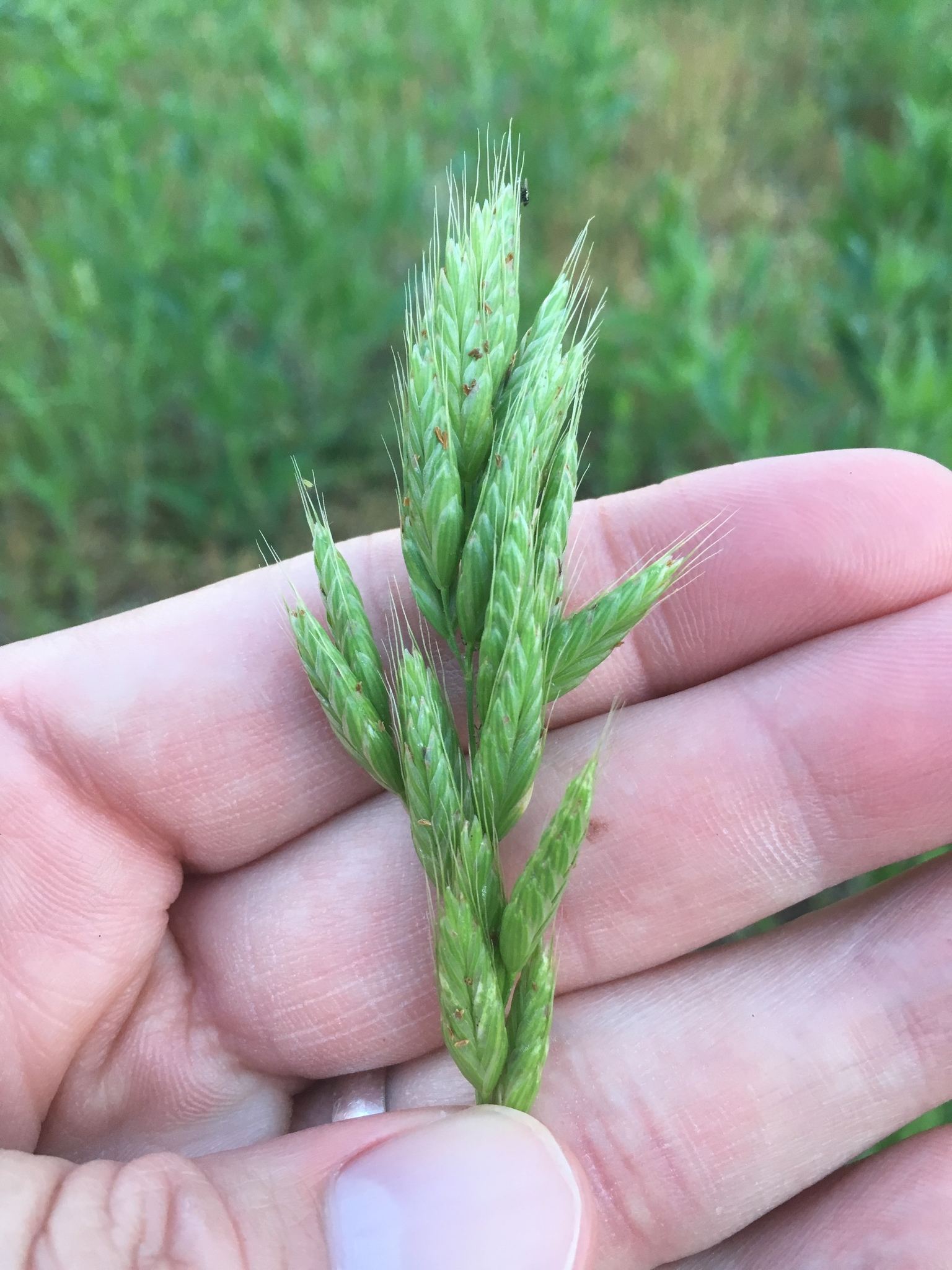 Bromus mollis