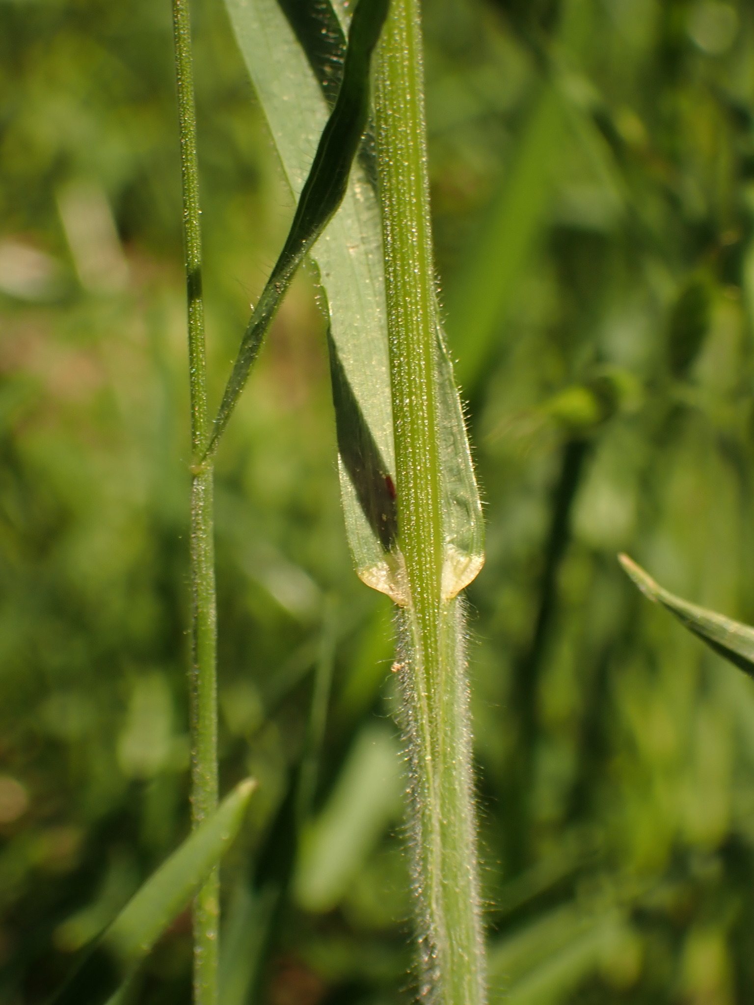 Bromus mollis