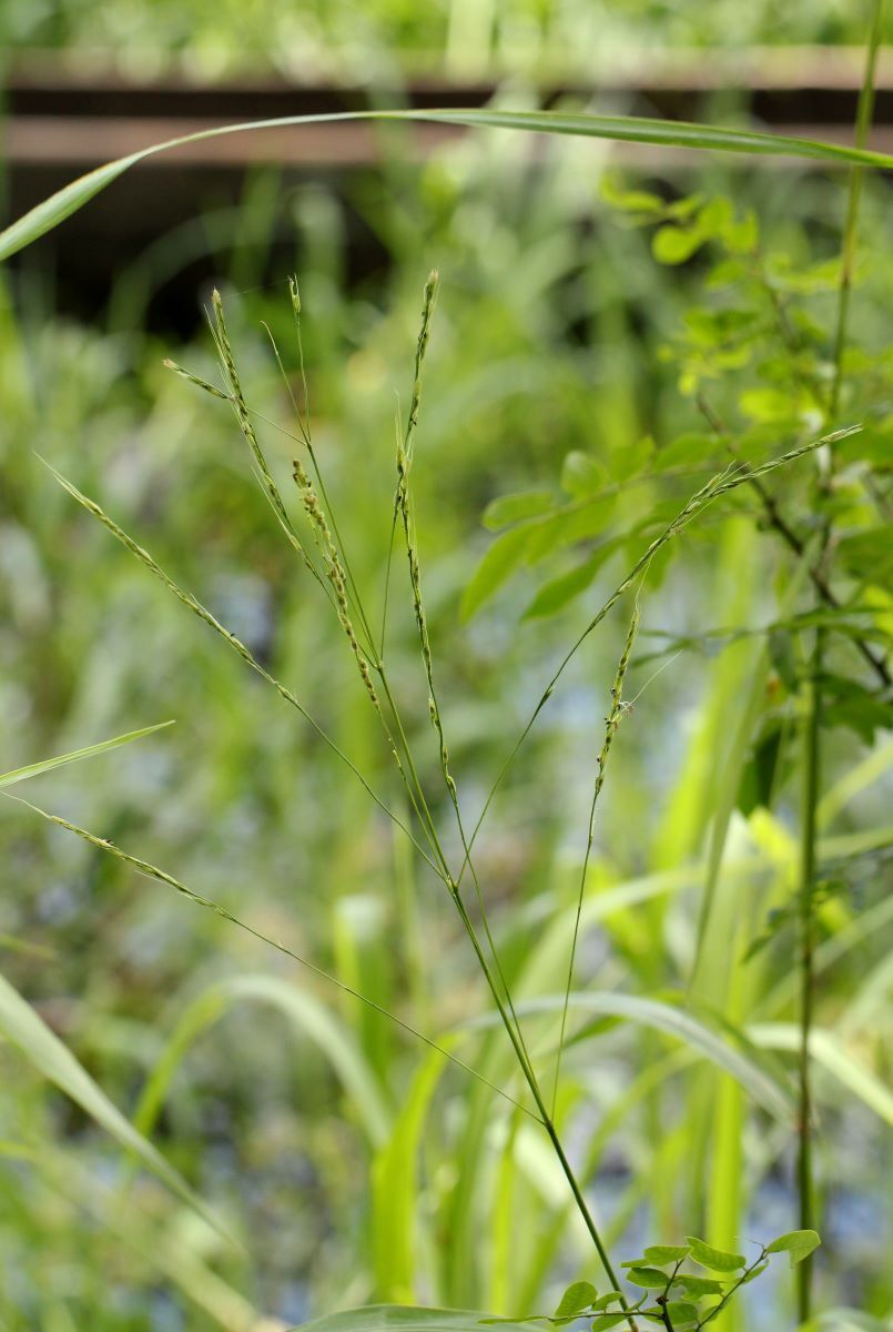 Oryza punctata