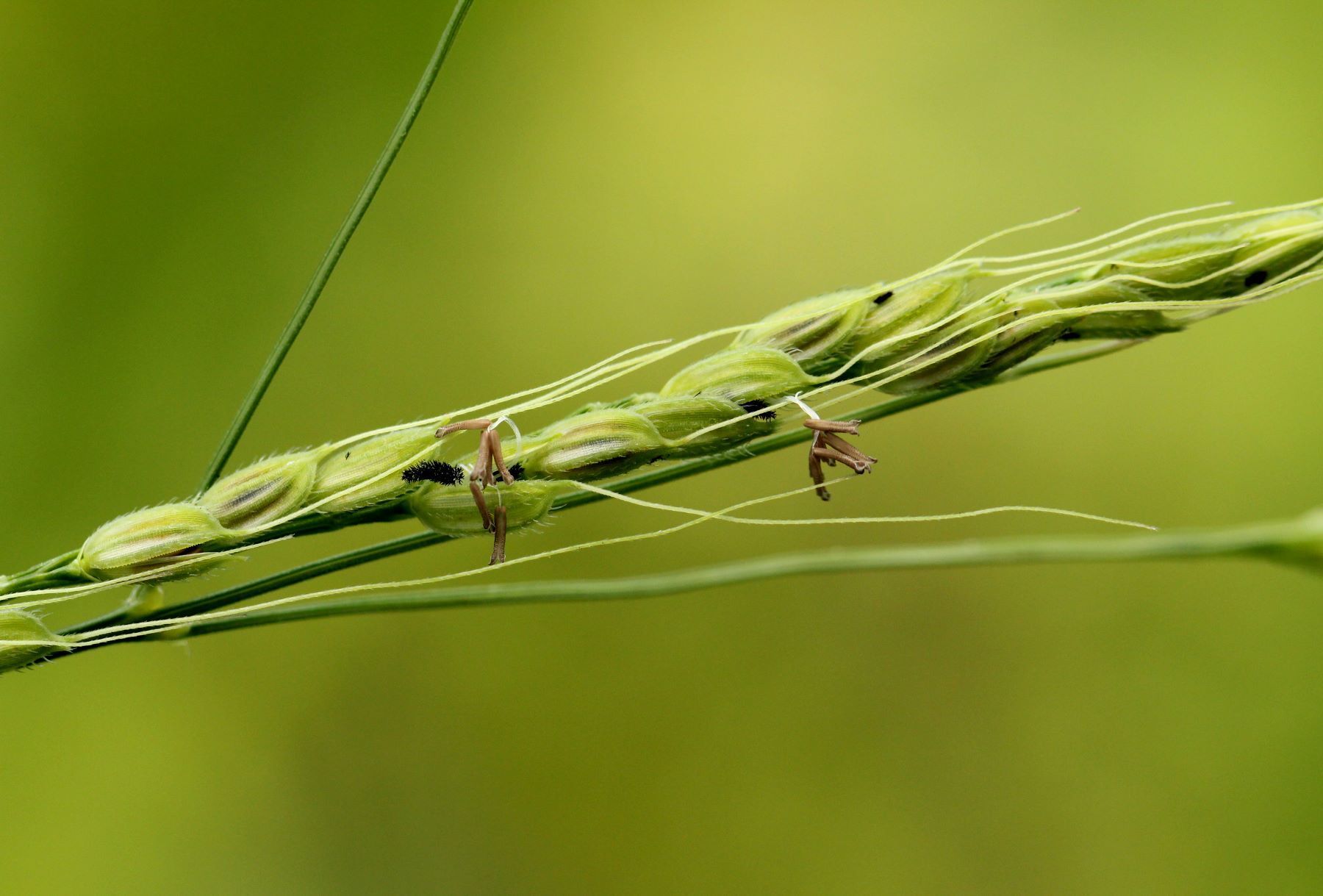 Oryza punctata
