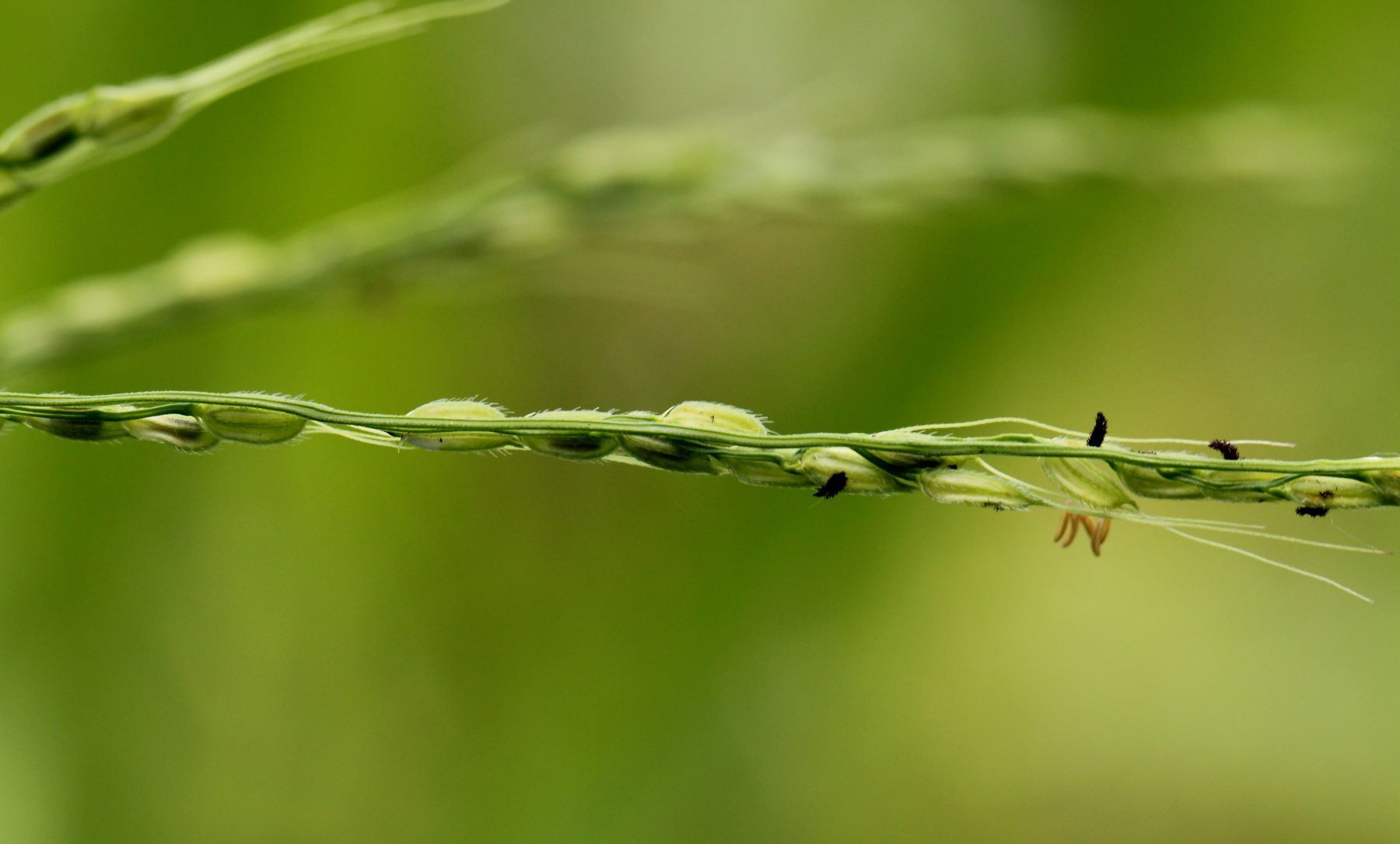 Oryza punctata
