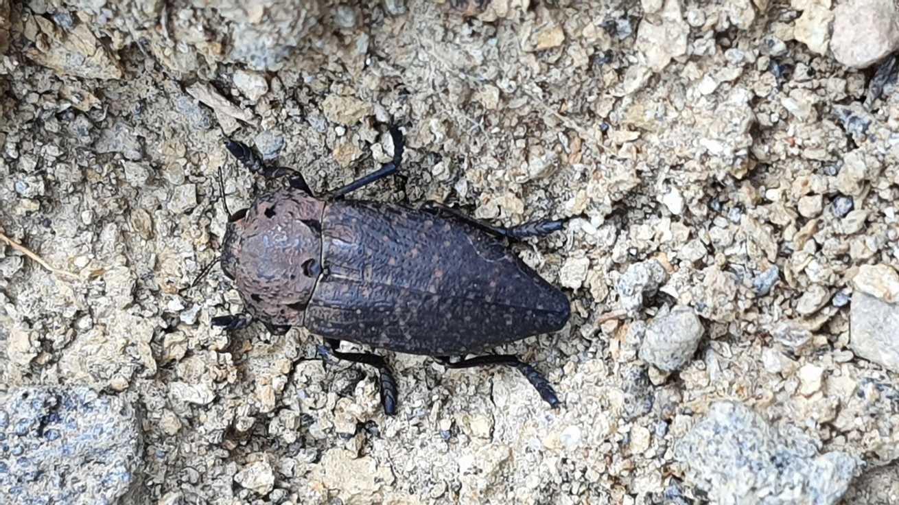 Capnodis tenebricosa