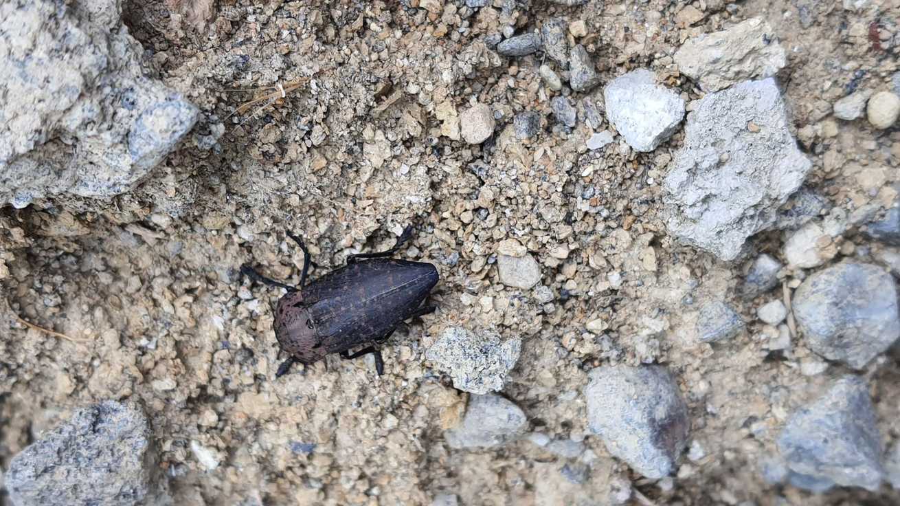Capnodis tenebricosa