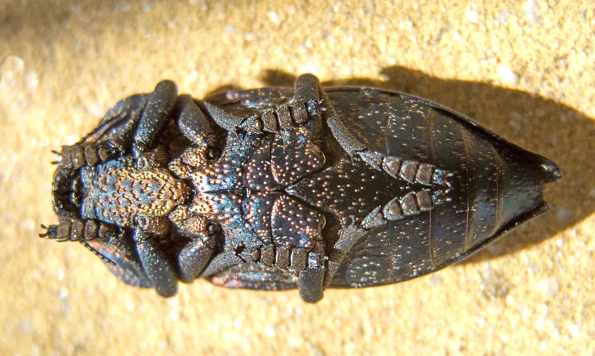 Capnodis tenebricosa
