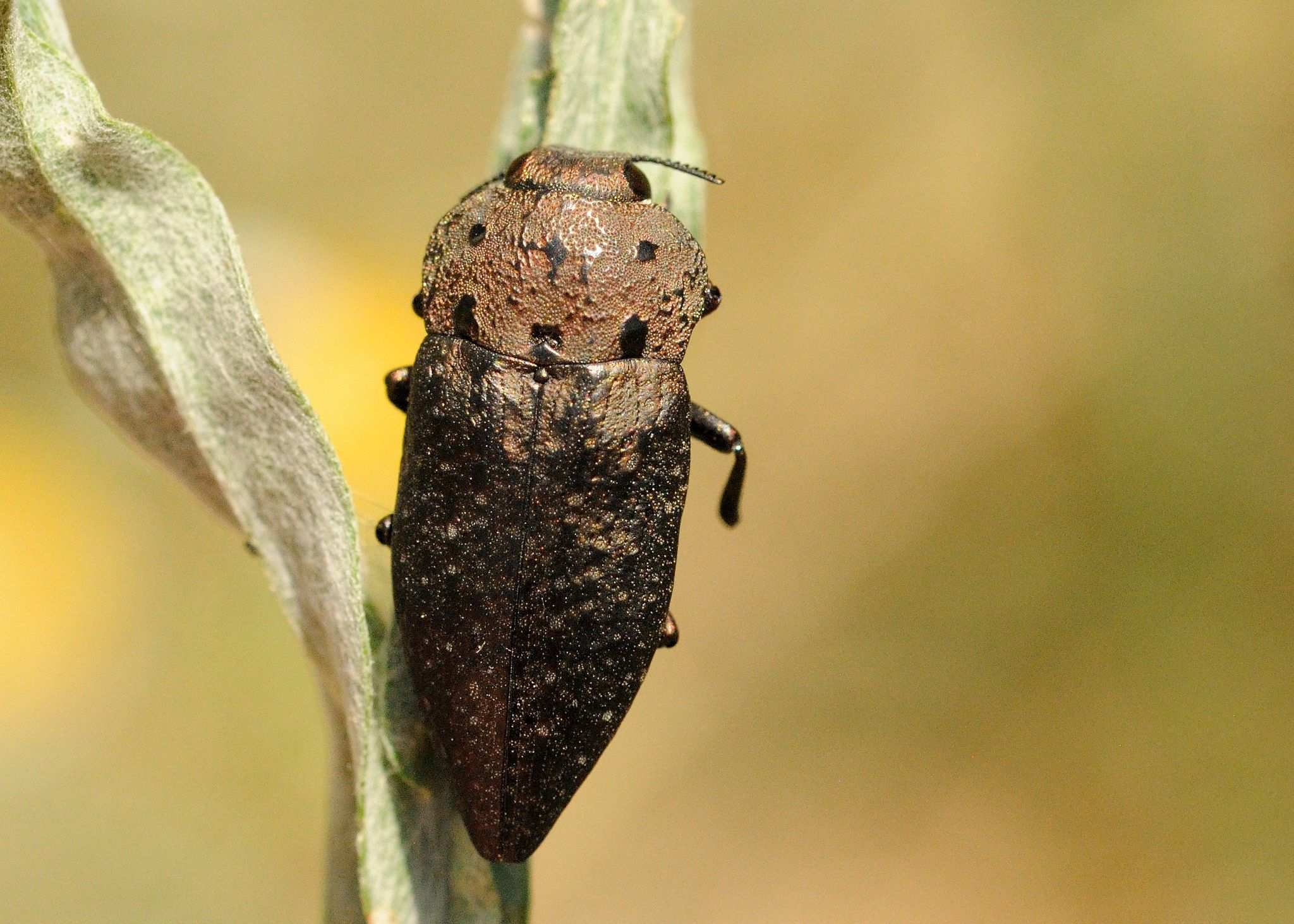 Capnodis tenebricosa