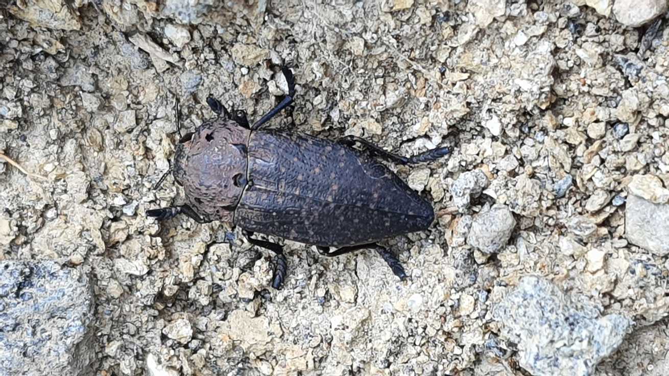 Capnodis tenebricosa