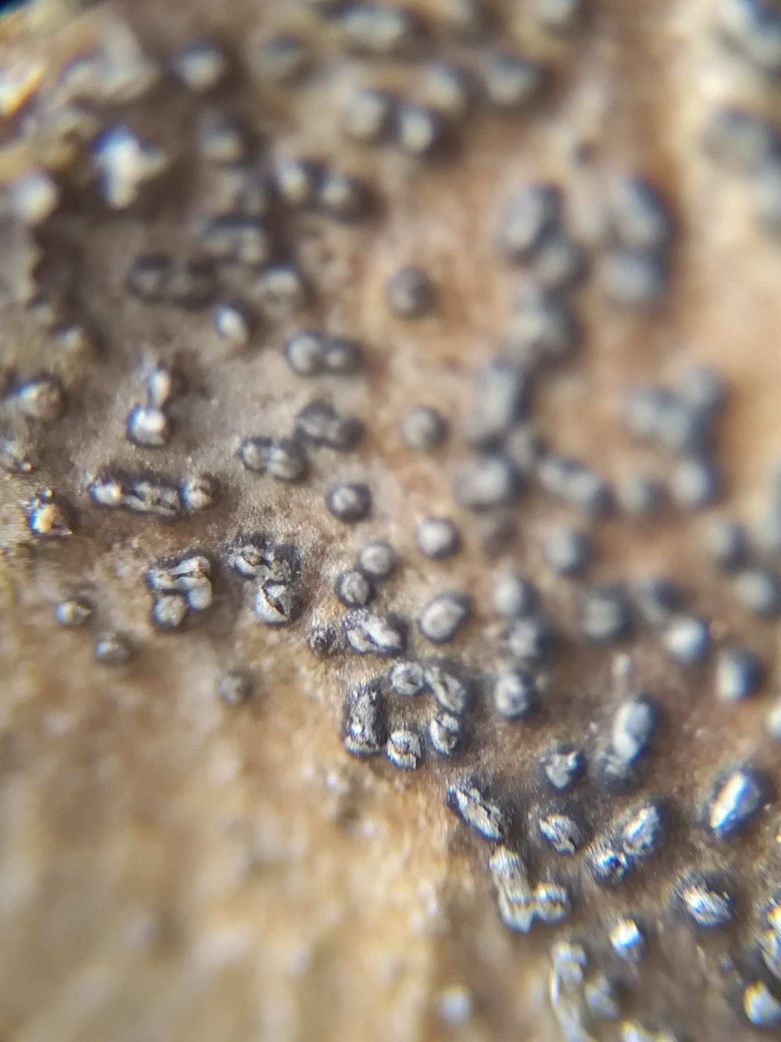 Pestalotiopsis guepinii