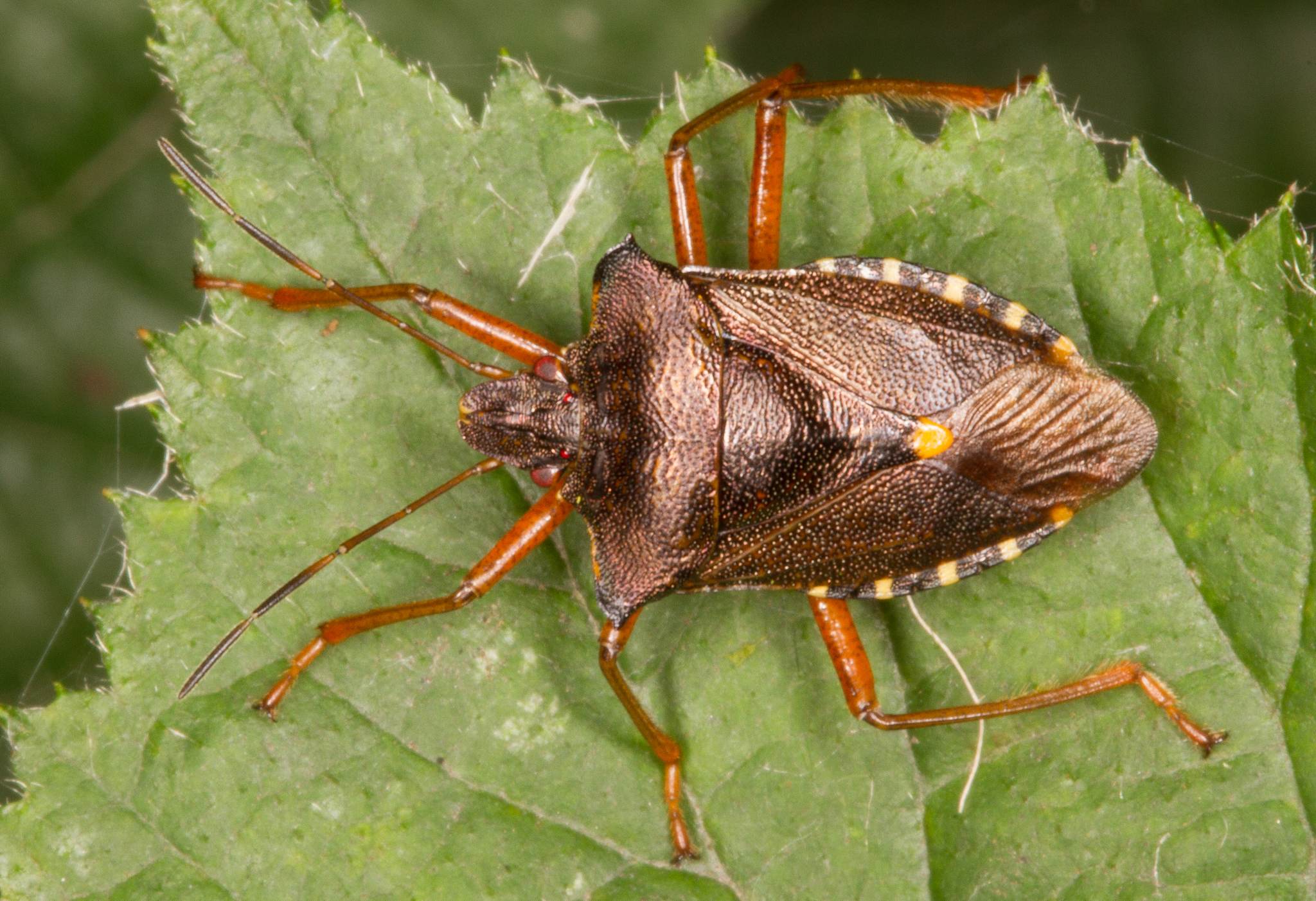 Pentatoma rufipes