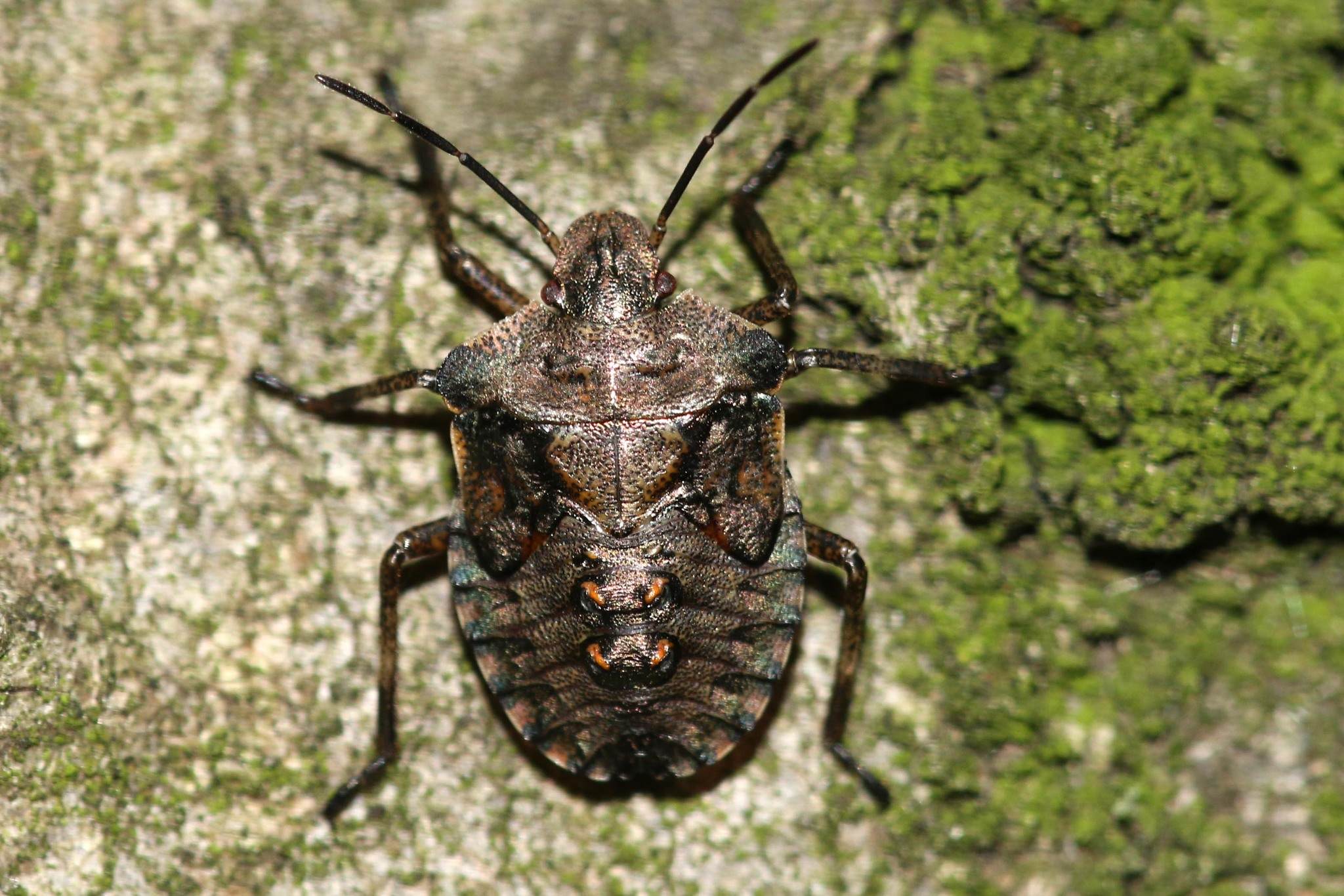 Pentatoma rufipes