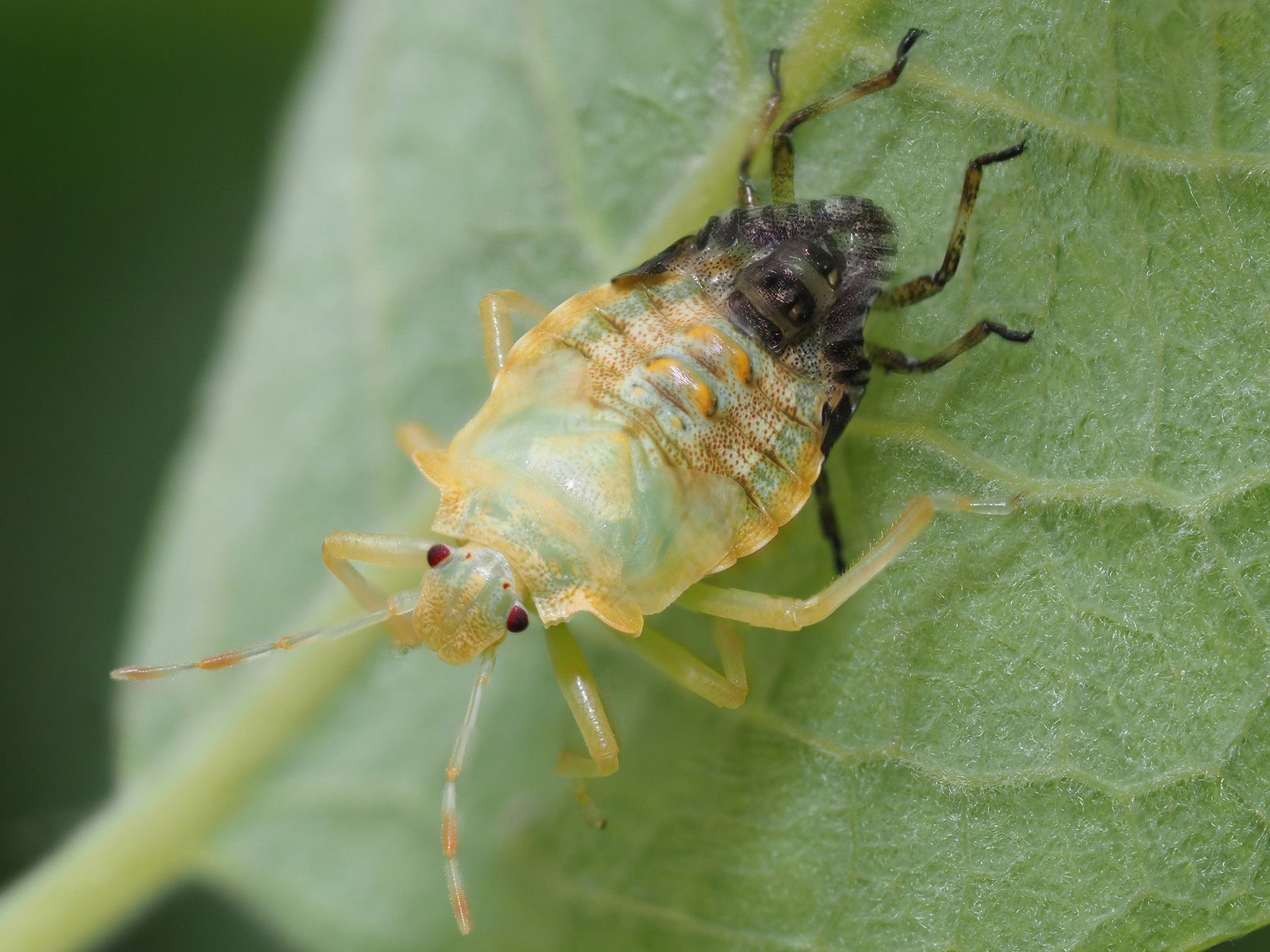 Pentatoma rufipes