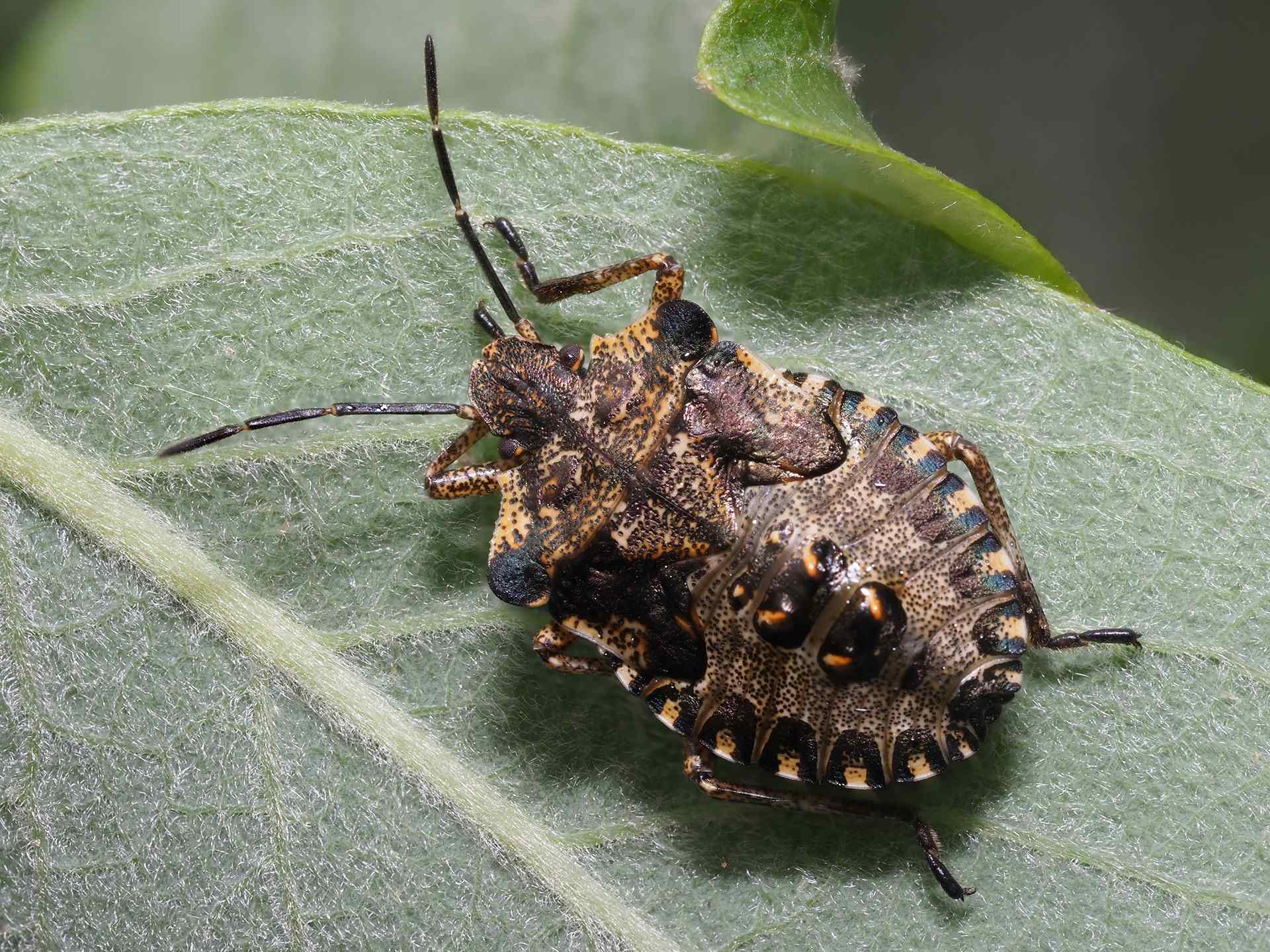 Pentatoma rufipes