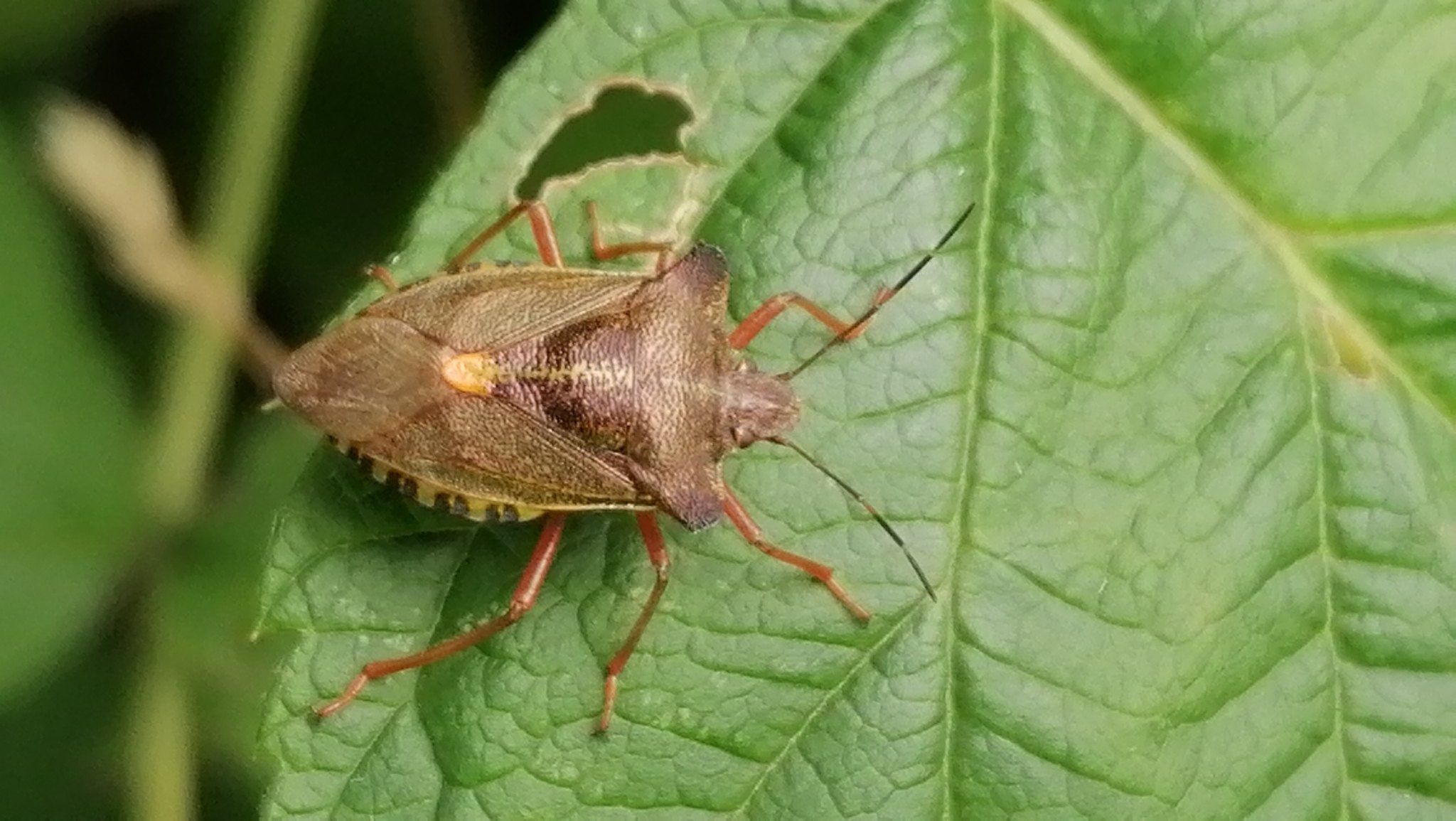 Pentatoma rufipes