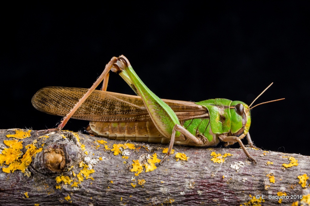 Locusta migratoria