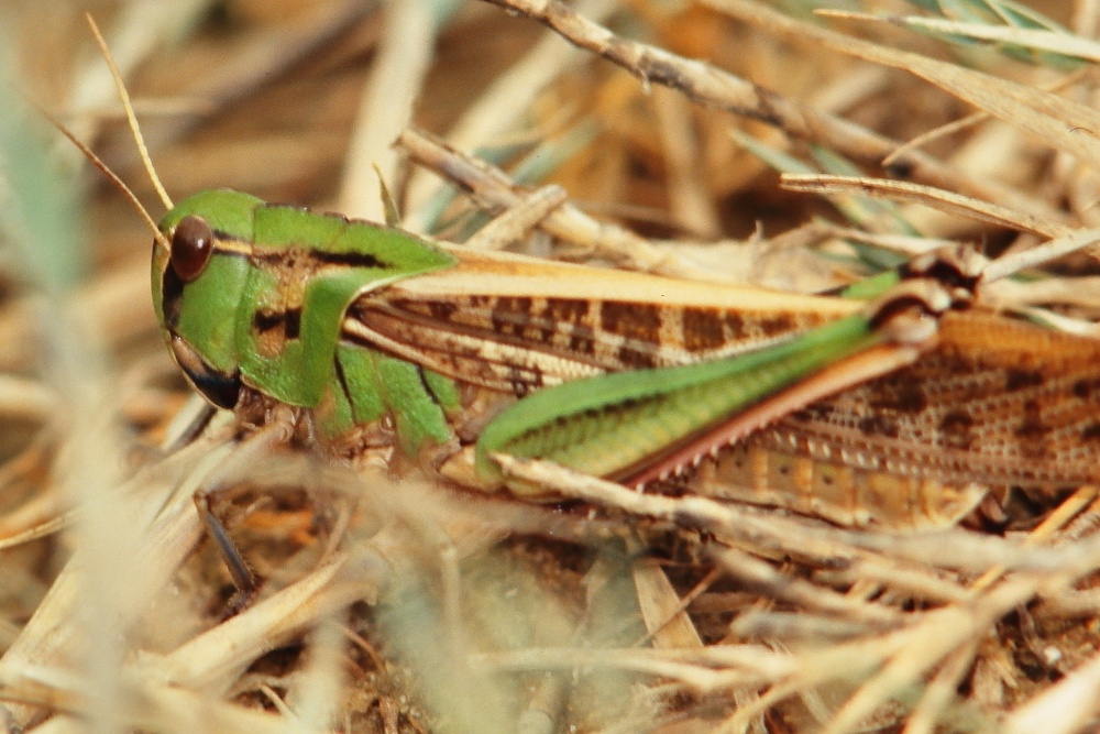 Locusta migratoria