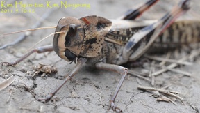 Locusta migratoria