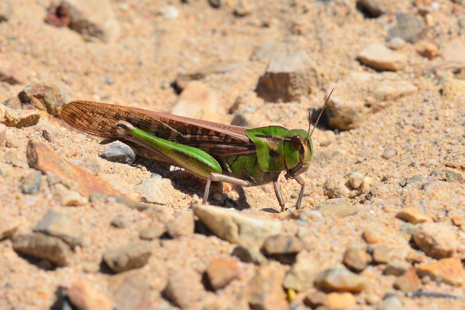 Locusta migratoria