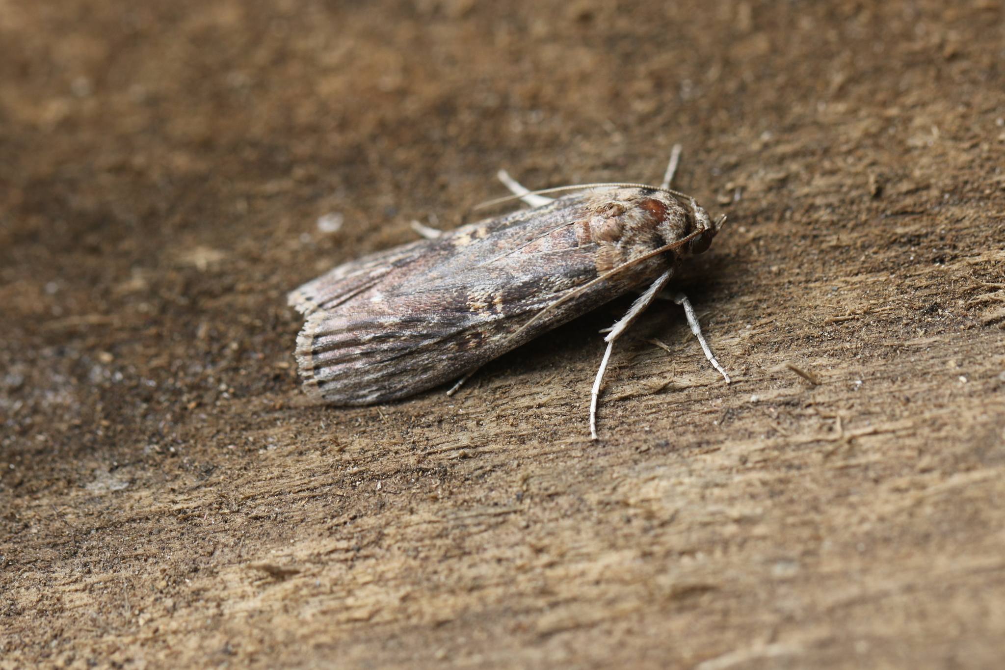 Hypsipyla grandella