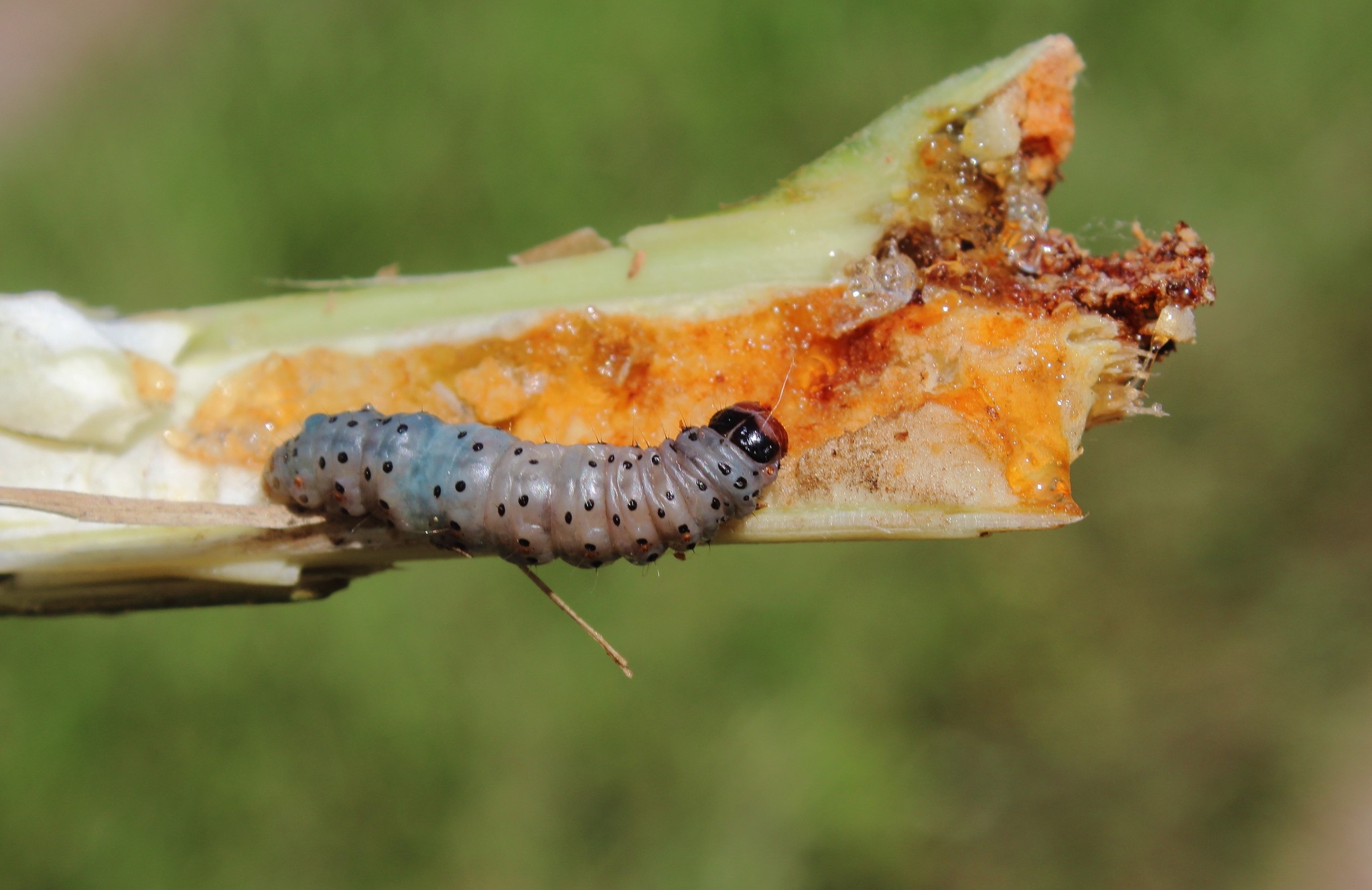 Hypsipyla grandella