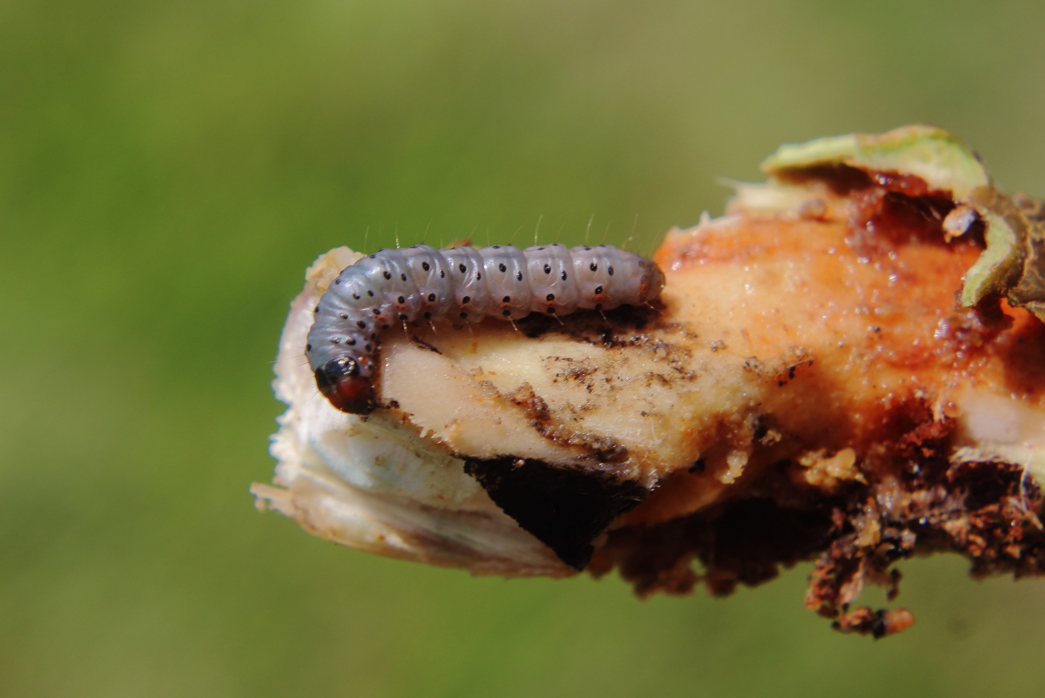 Hypsipyla grandella