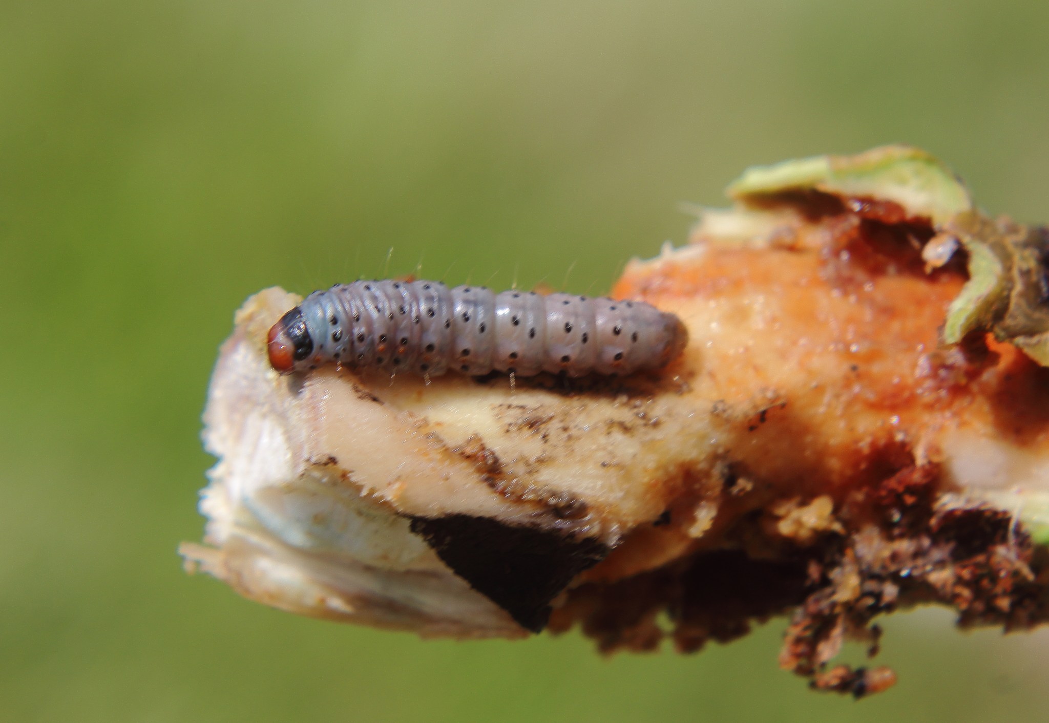 Hypsipyla grandella