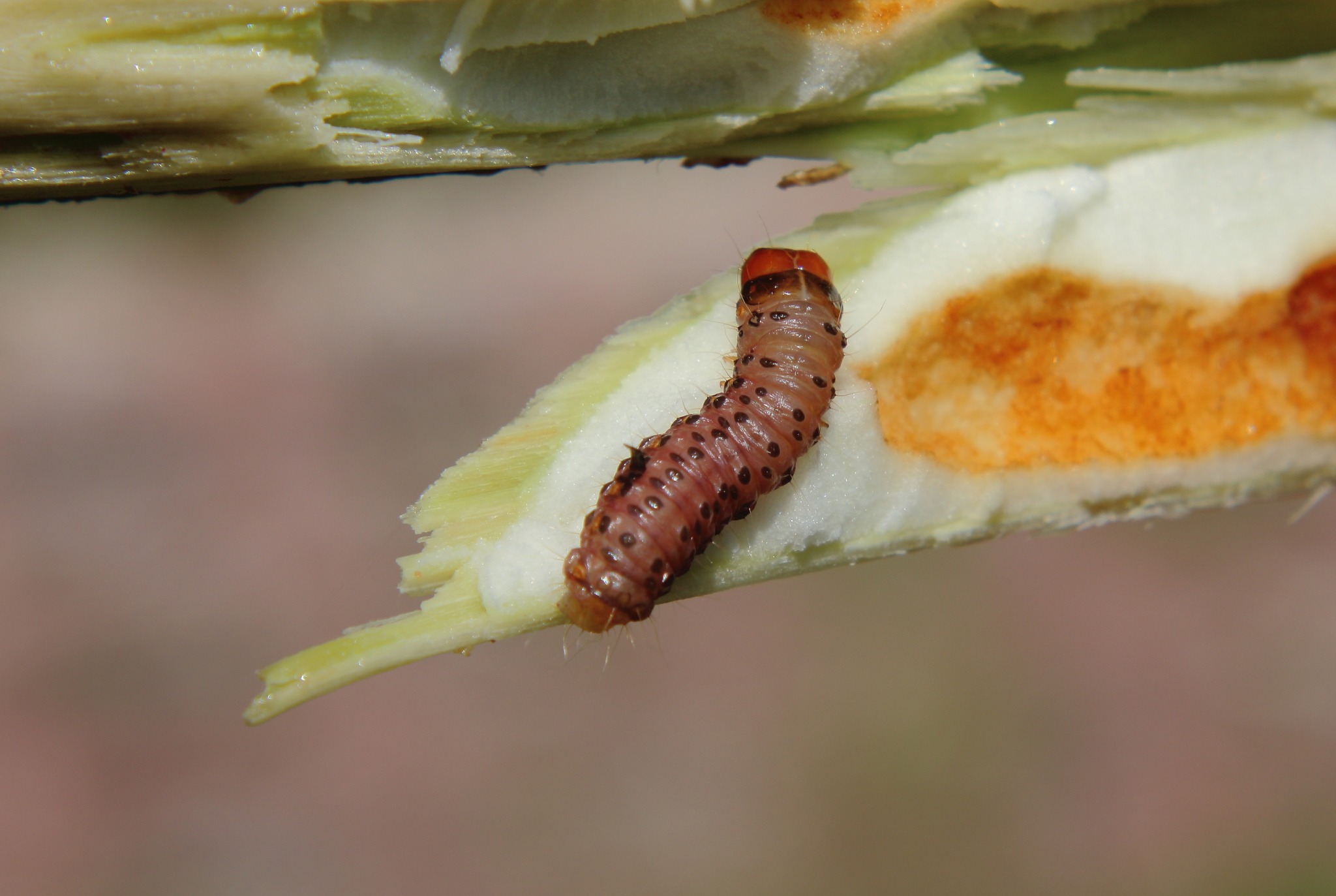 Hypsipyla grandella