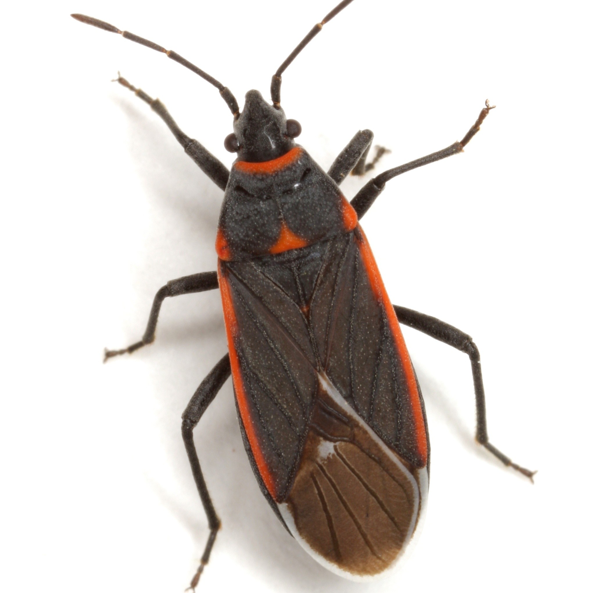 Melacoryphus